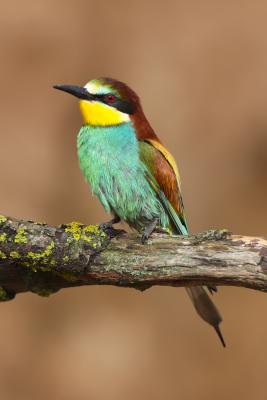 Photographie de l'album