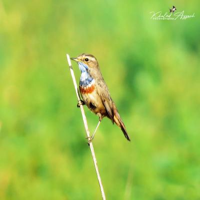 Photographie de l'album