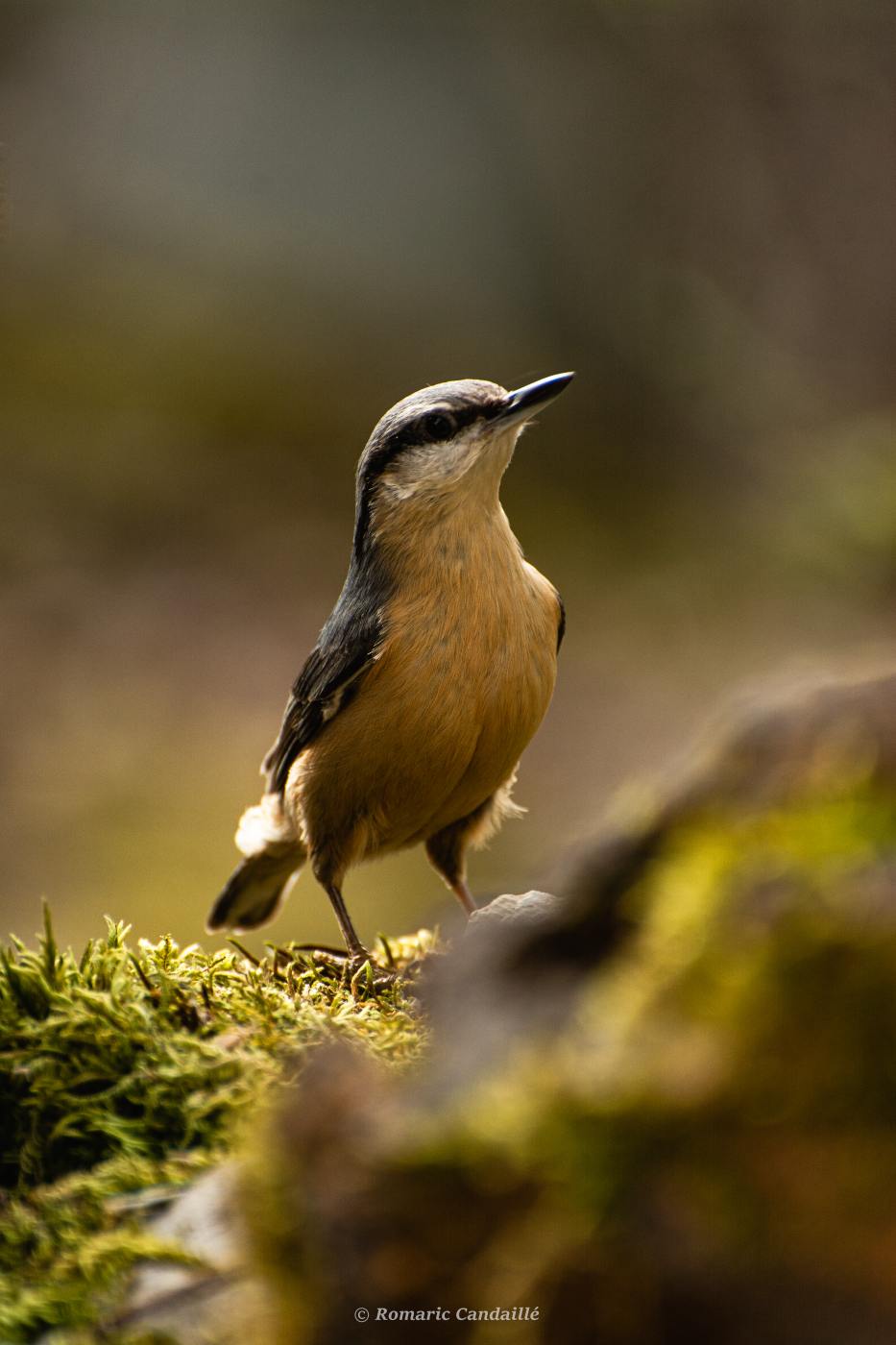 Photographie de l'album