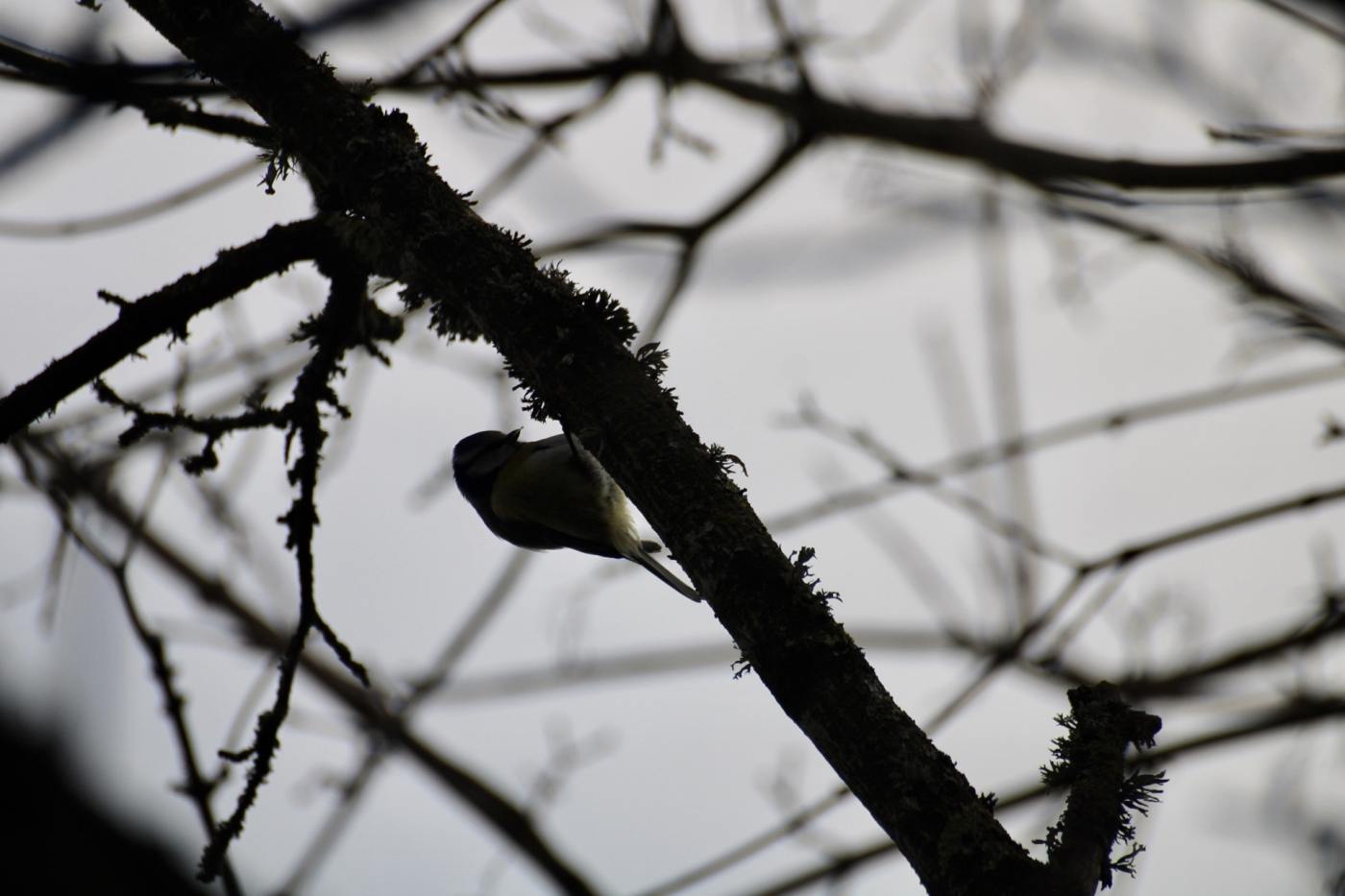 Photographie de l'album