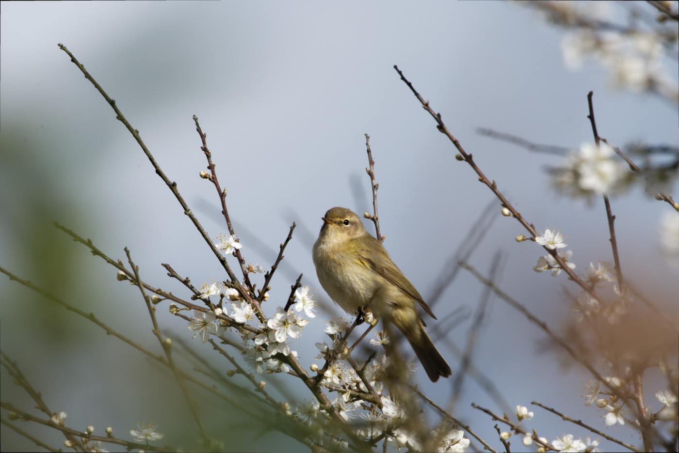 Photographie de l'album
